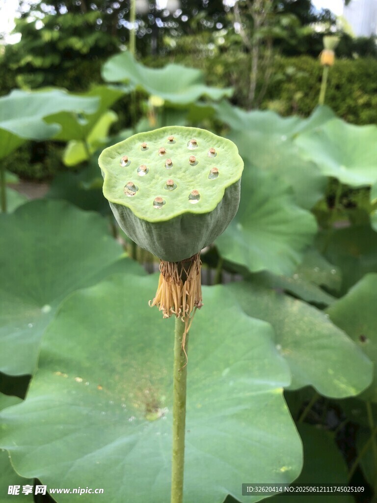 蓮蓬挺立在荷葉間