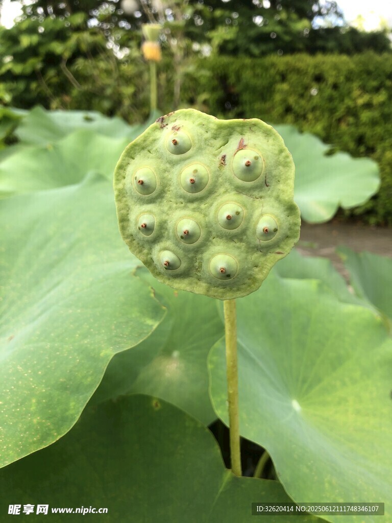 蓮蓬特寫