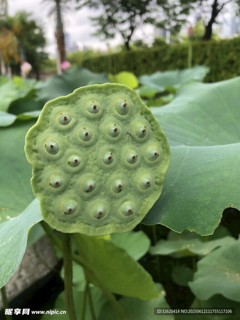 蓮蓬特寫
