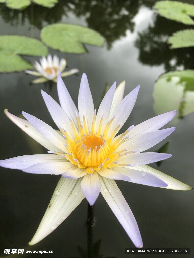 綻放的美麗睡蓮