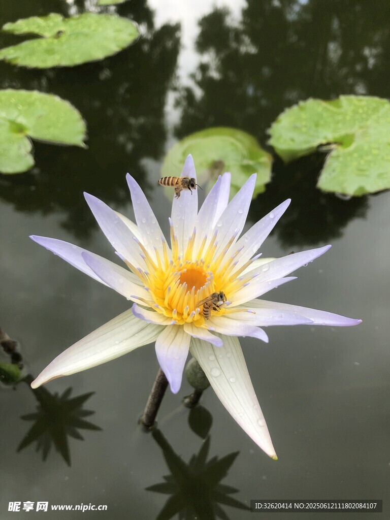 水中睡蓮上的忙碌蜜蜂