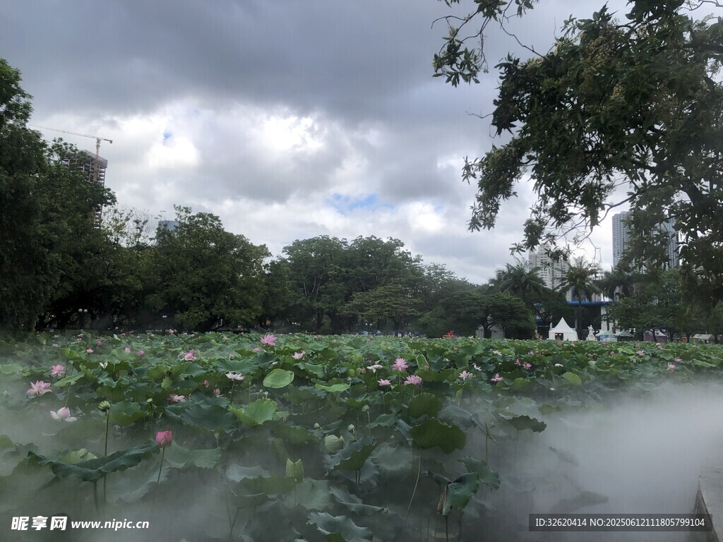 荷塘云霧景 綠意盎然