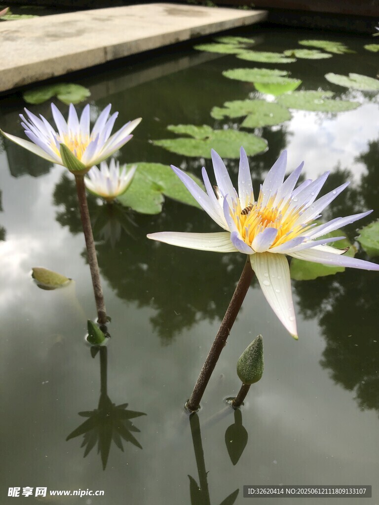 水中綻放的美麗白睡蓮