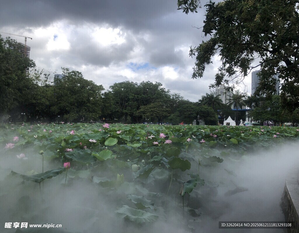荷塘晨霧美景