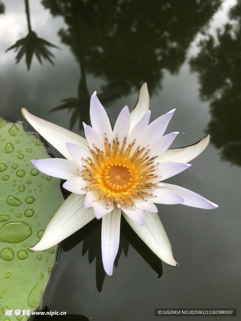 水中綻放的美麗白睡蓮