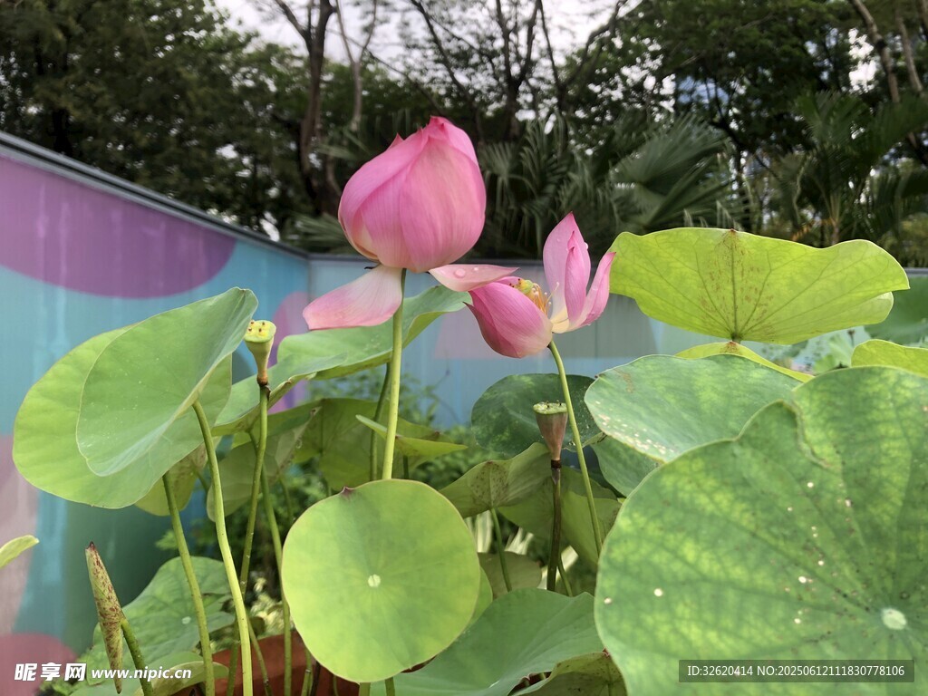 嬌艷荷花綻放綠葉間