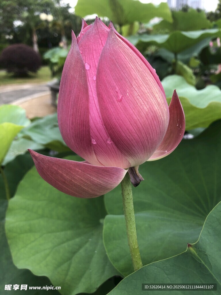 嬌艷欲滴的粉色荷花