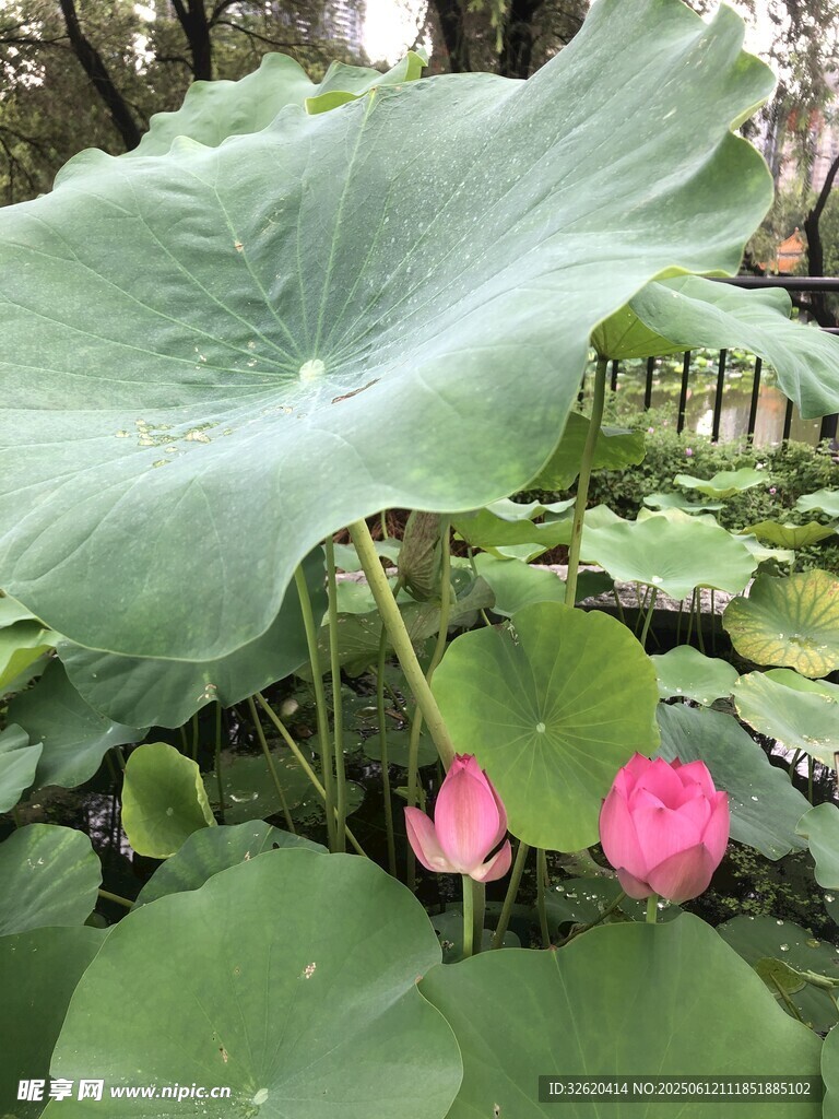 荷塘中的粉嫩荷花與荷葉
