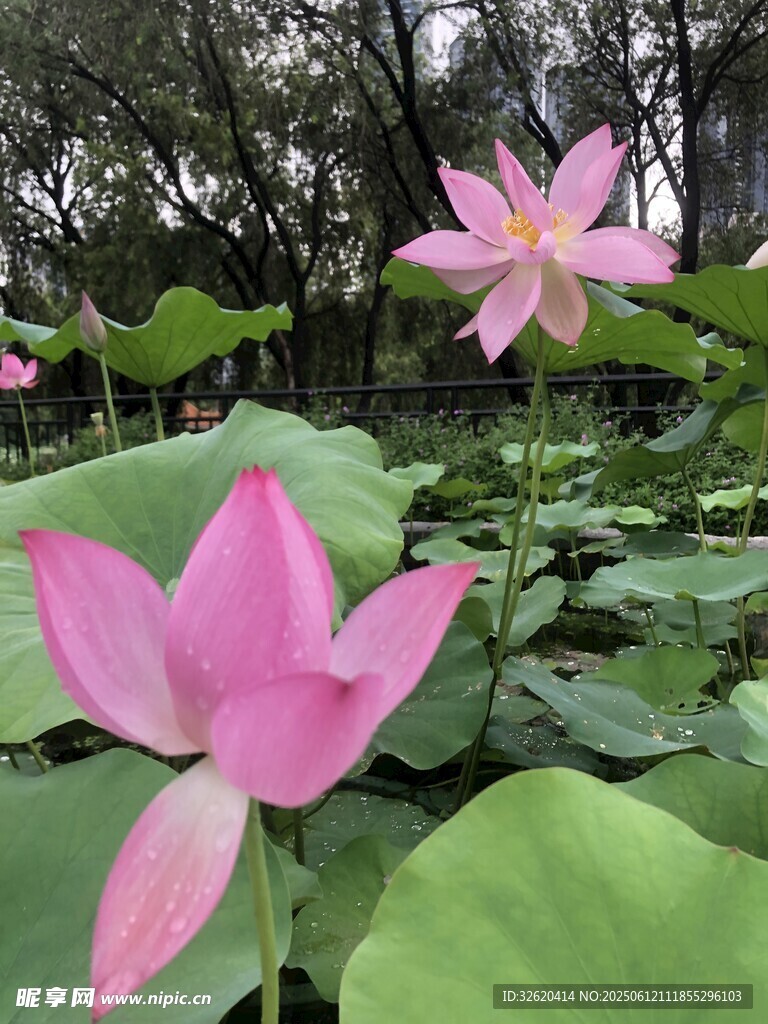 嬌艷荷花綻放于綠葉間