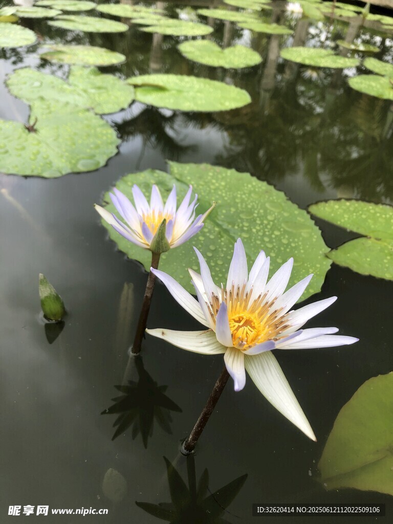 水中綻放的美麗白睡蓮