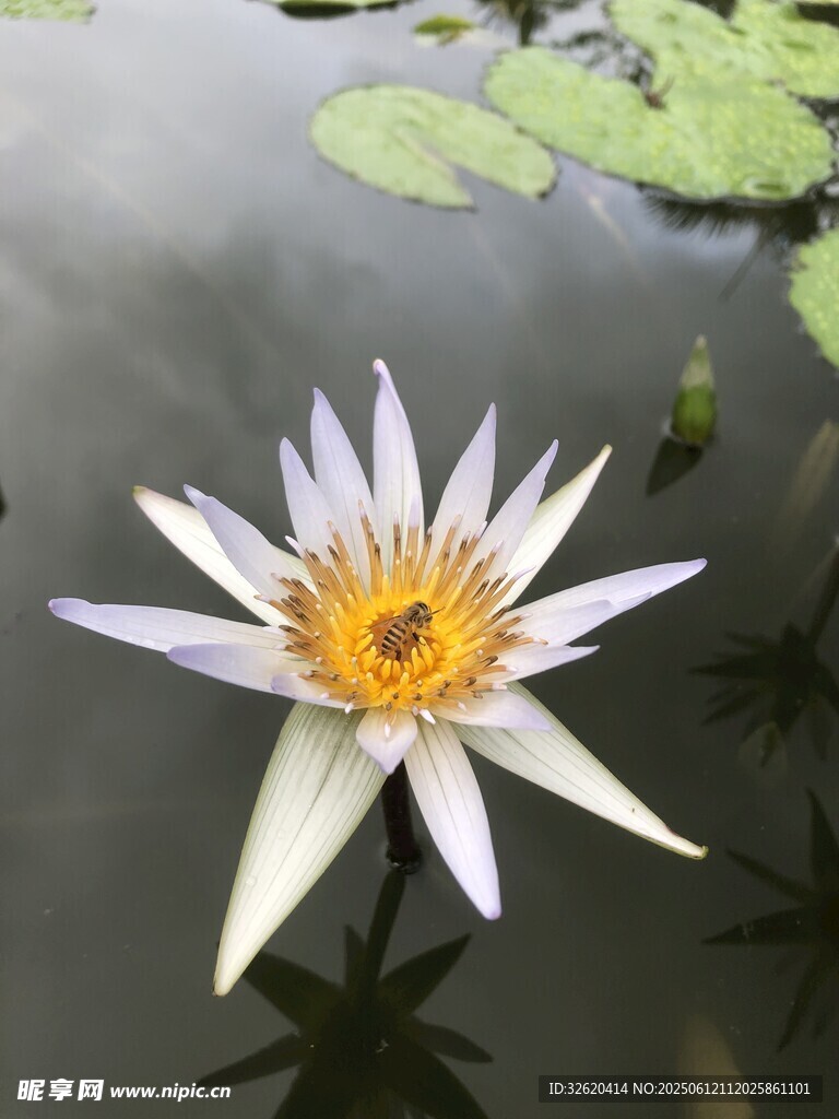 水中綻放的美麗白睡蓮