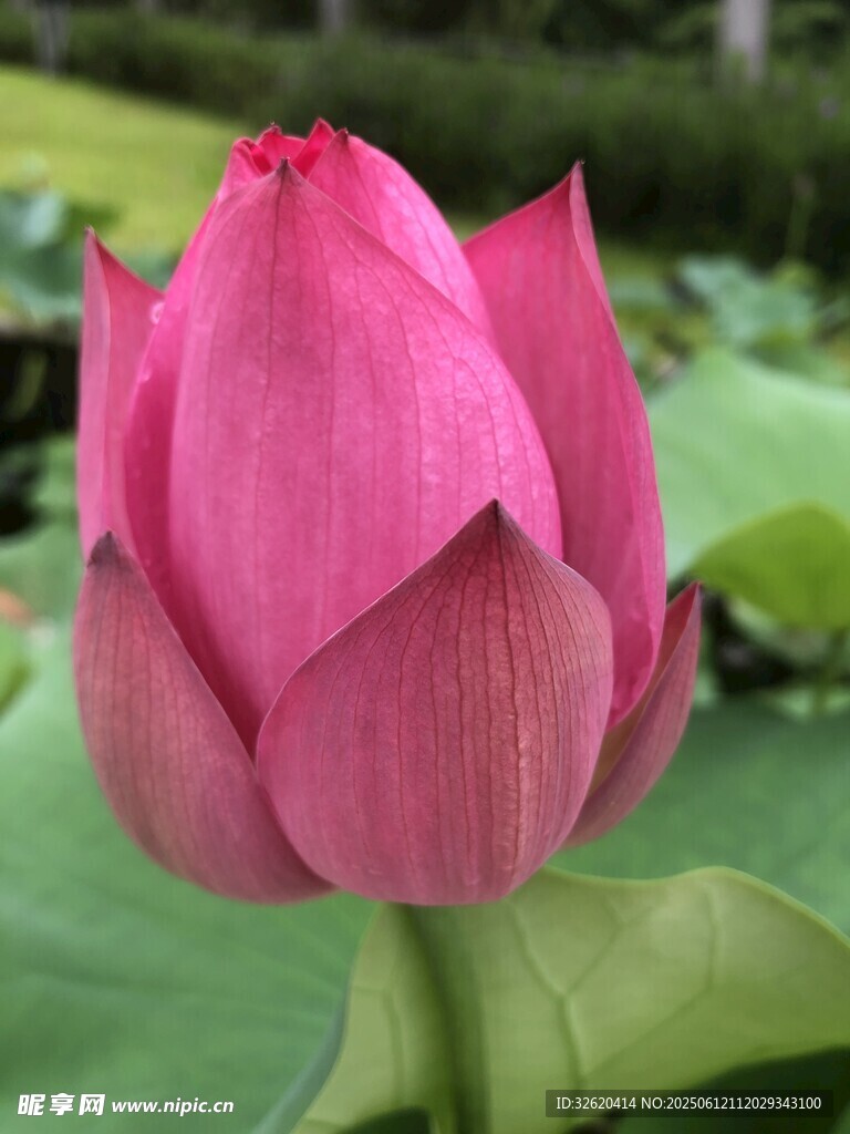 嬌艷欲滴的粉色荷花