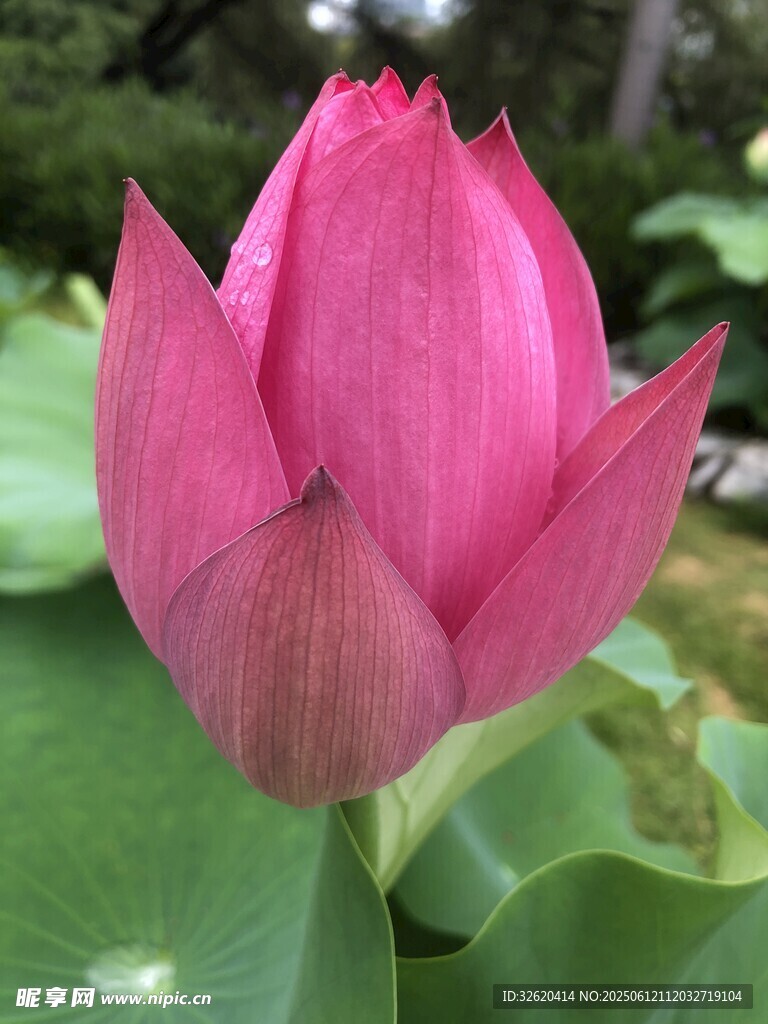 嬌艷盛開的粉紅色荷花