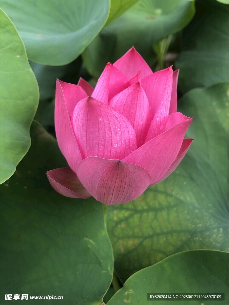 嬌艷盛開的粉色荷花