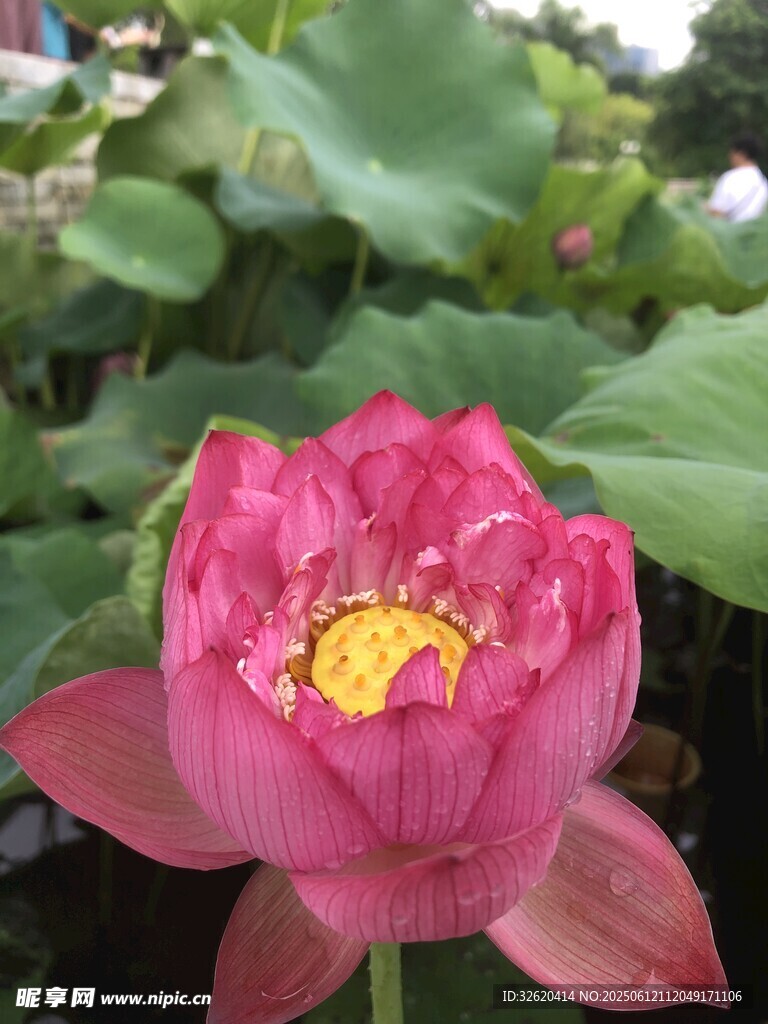 嬌艷盛開的粉色荷花