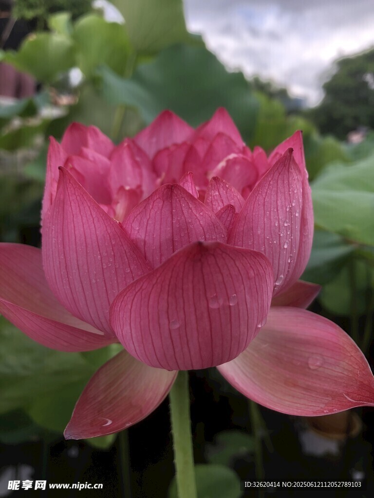 嬌艷盛開(kāi)的粉紅色荷花