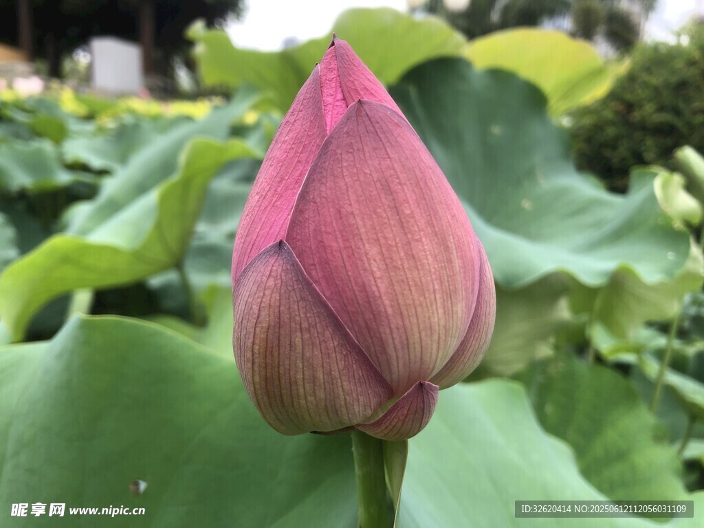 含苞待放的嬌艷荷花