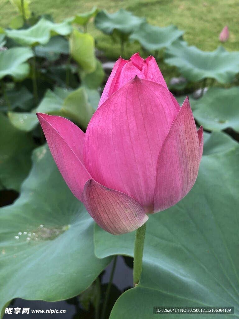 嬌艷盛開的粉紅色荷花