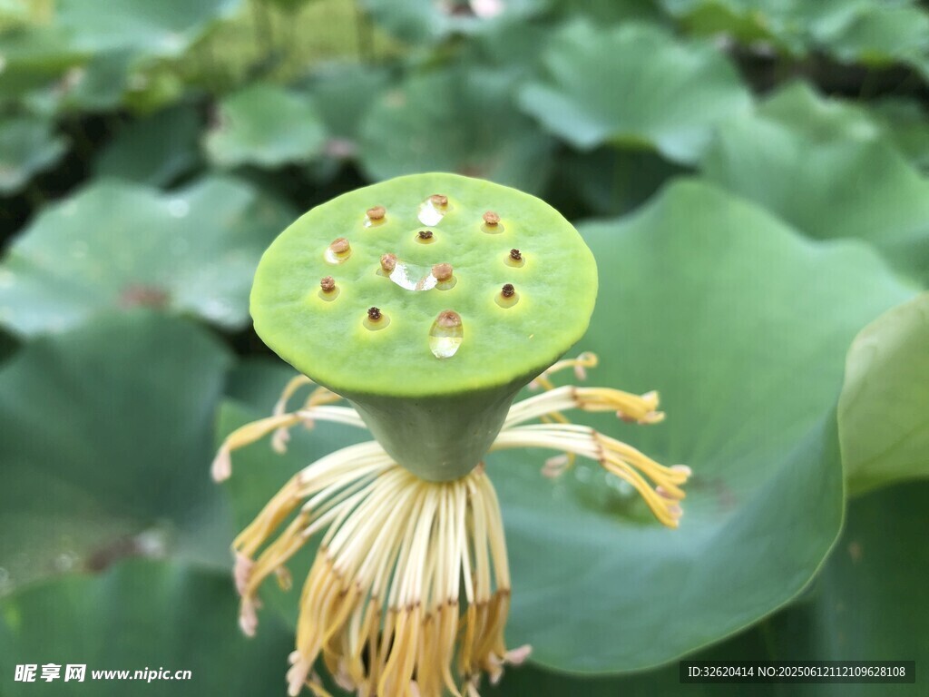 蓮蓬特寫