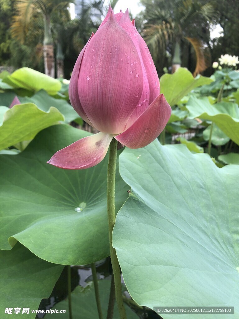 嬌艷盛開的粉色荷花