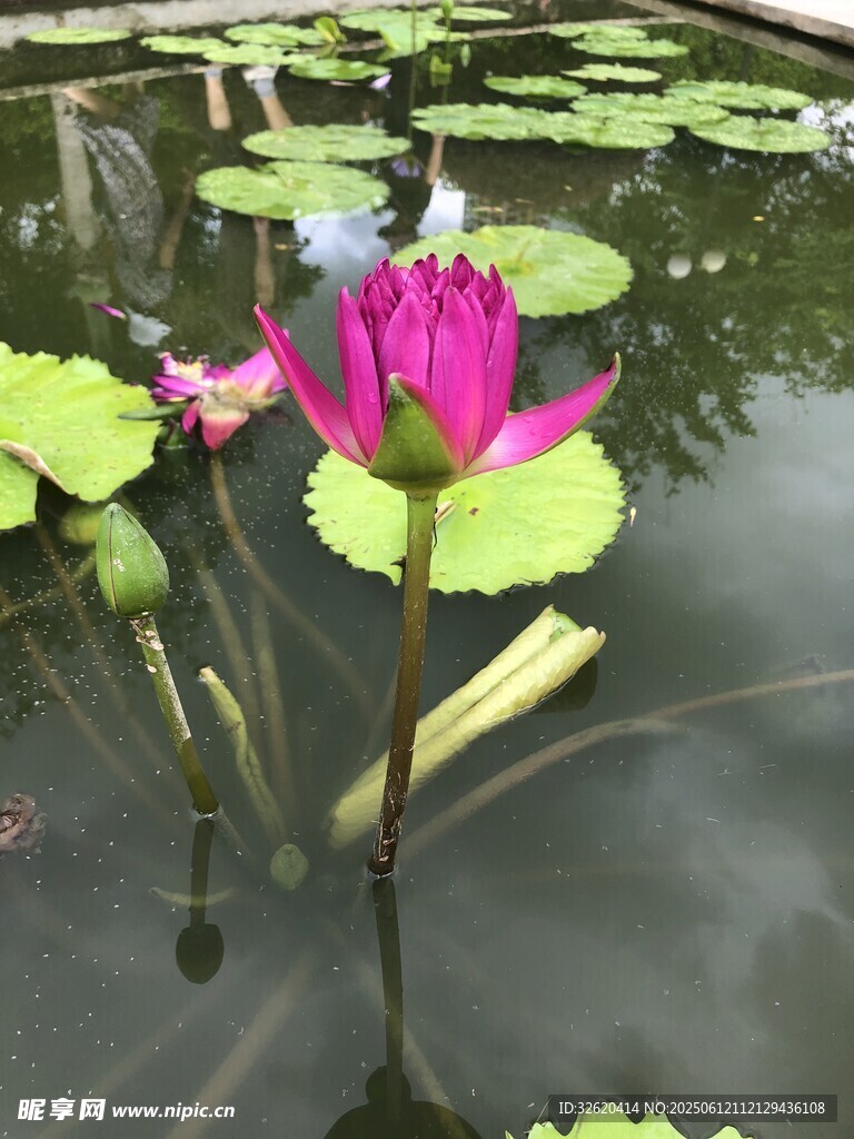 水中綻放的嬌艷粉色荷花
