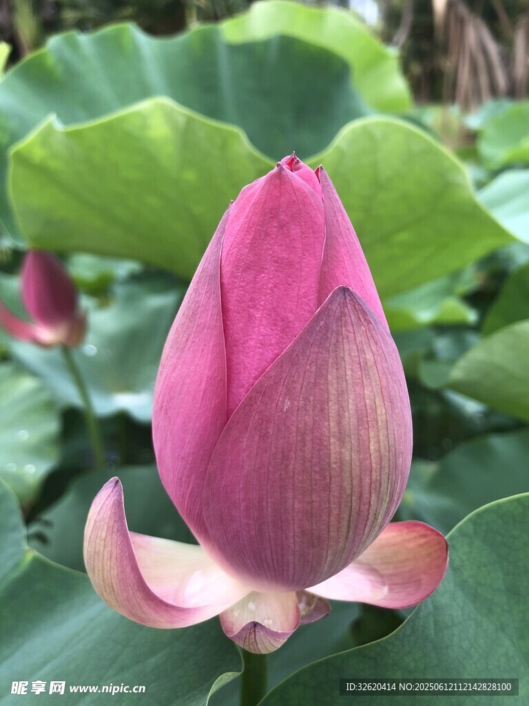 嬌艷欲滴的粉色荷花