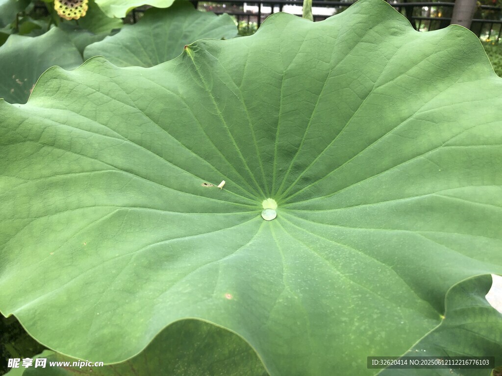 碩大荷葉展生機