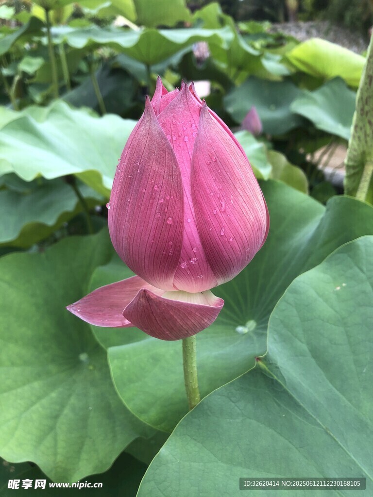 嬌艷荷花綻放于綠葉間