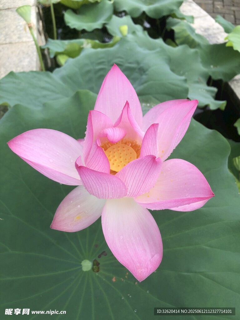 嬌艷盛開的粉色荷花