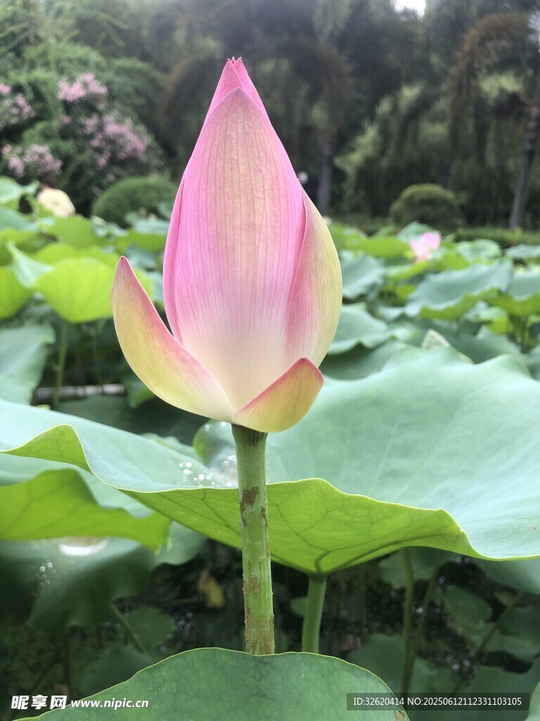 綻放的粉嫩荷花