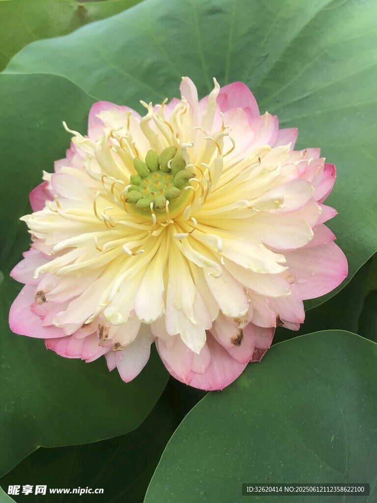 嬌艷雙色荷花綻放