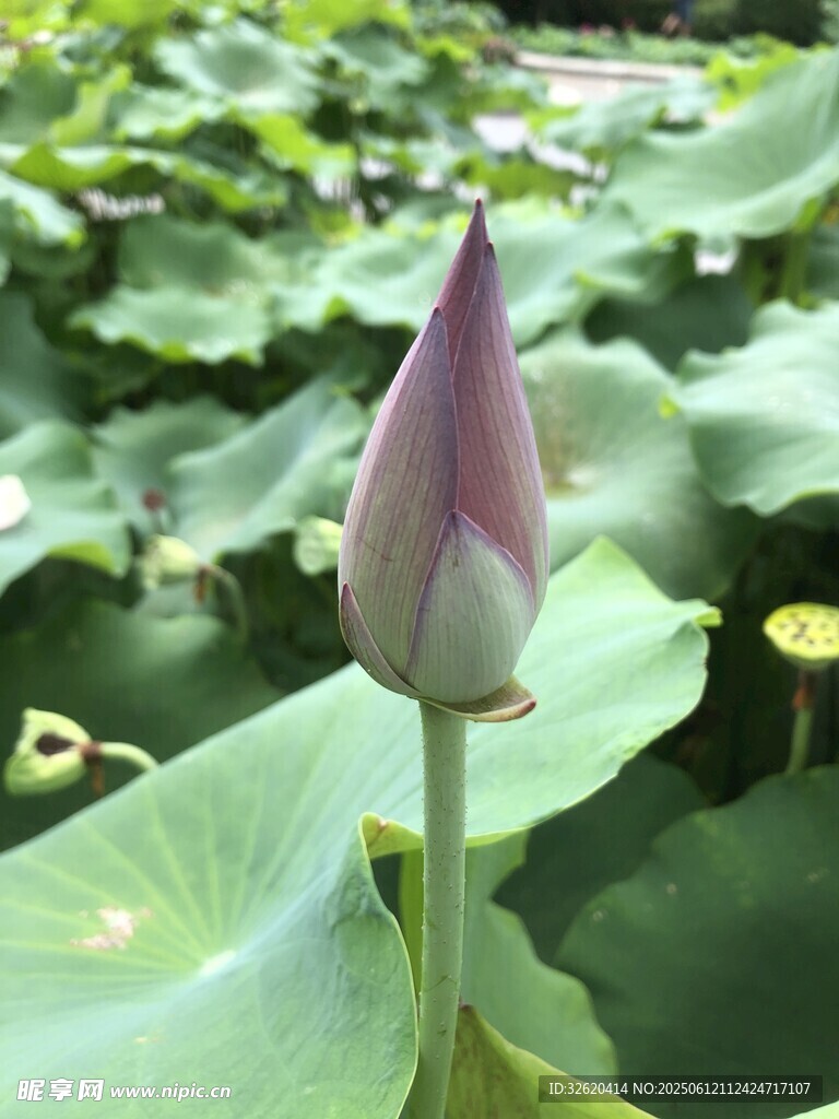 含苞待放的荷花