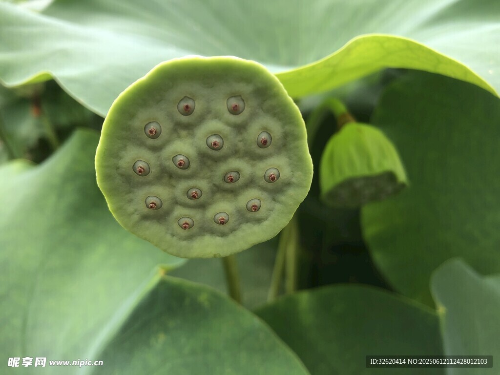 蓮蓬特寫