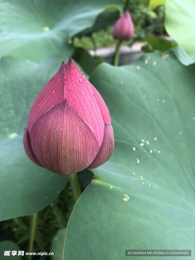 含苞待放的嬌艷荷花
