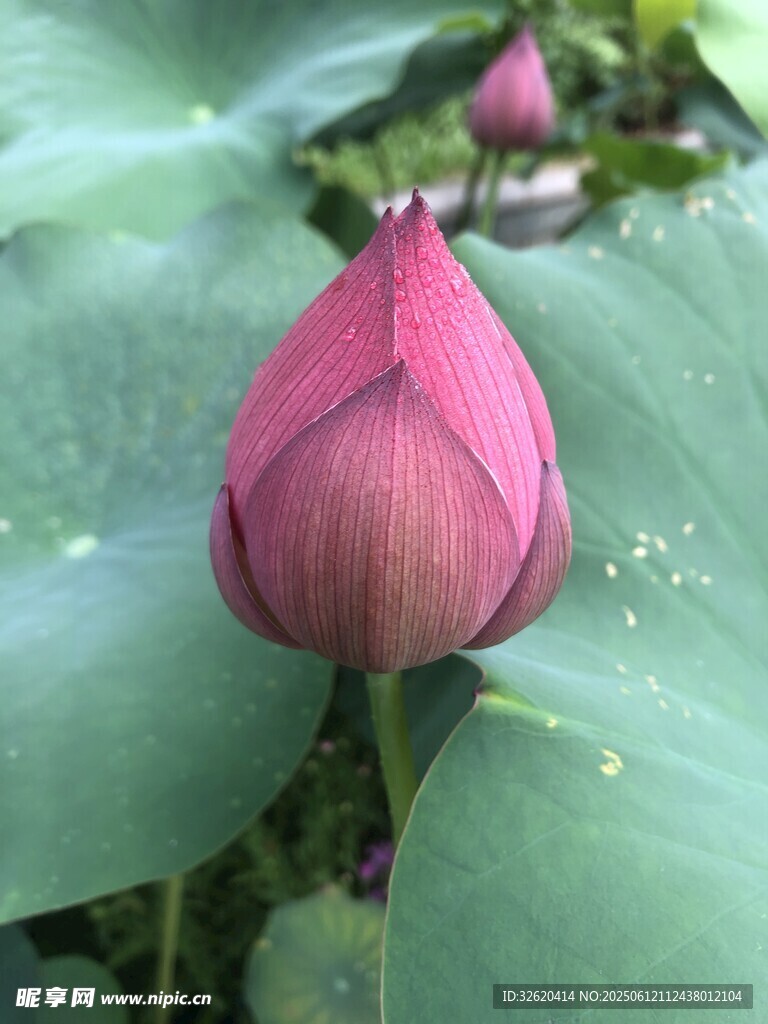 含苞待放的嬌艷荷花