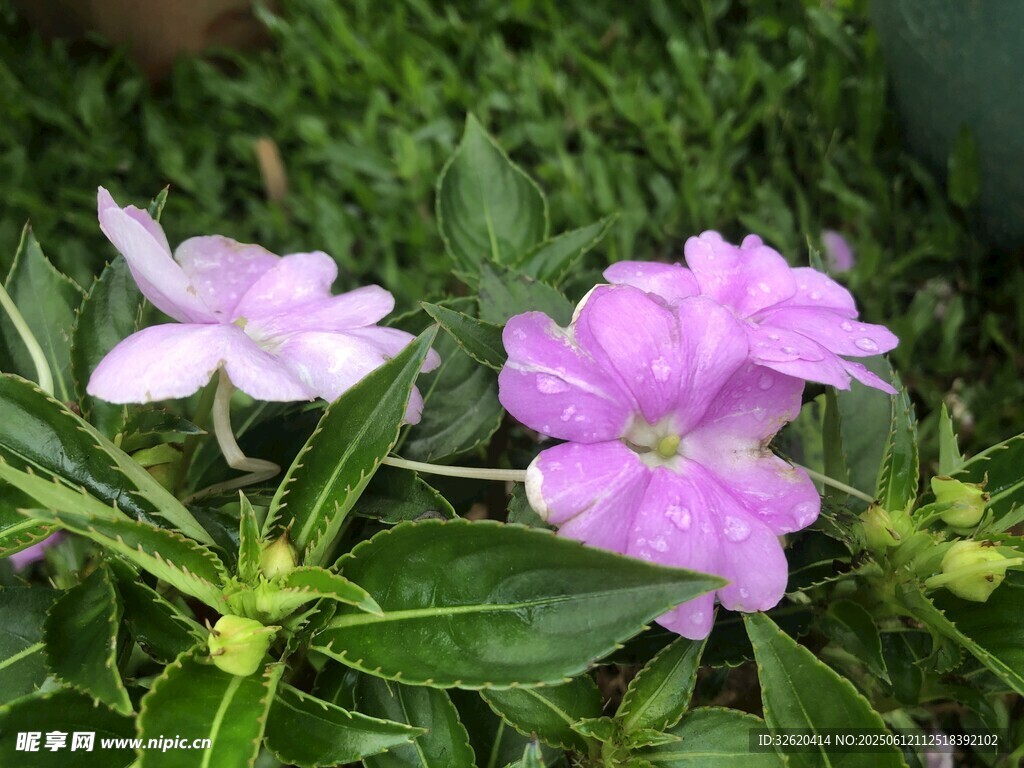 草地上的美麗紫白花朵