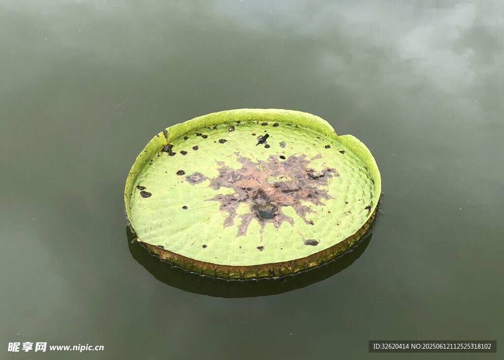 漂浮的綠色睡蓮葉片