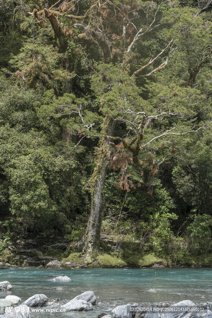 溪邊枯樹與蔥郁山林