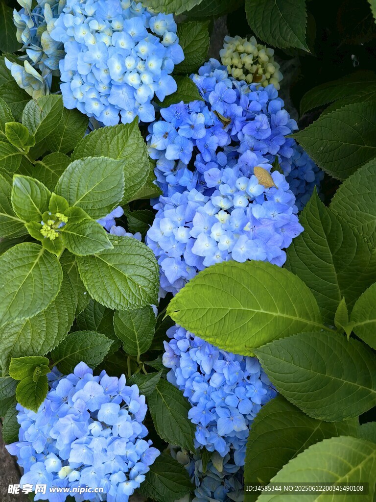藍色繡球花綻放