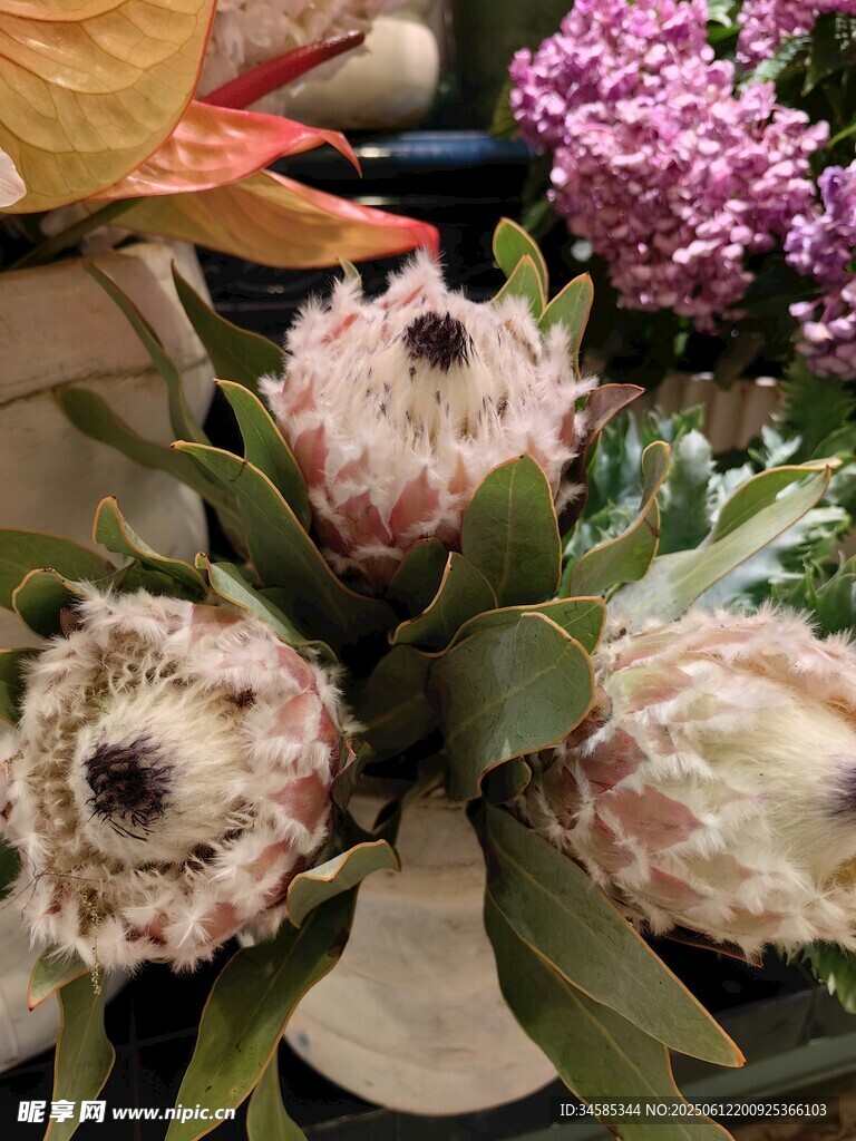 美麗帝王花插花展示