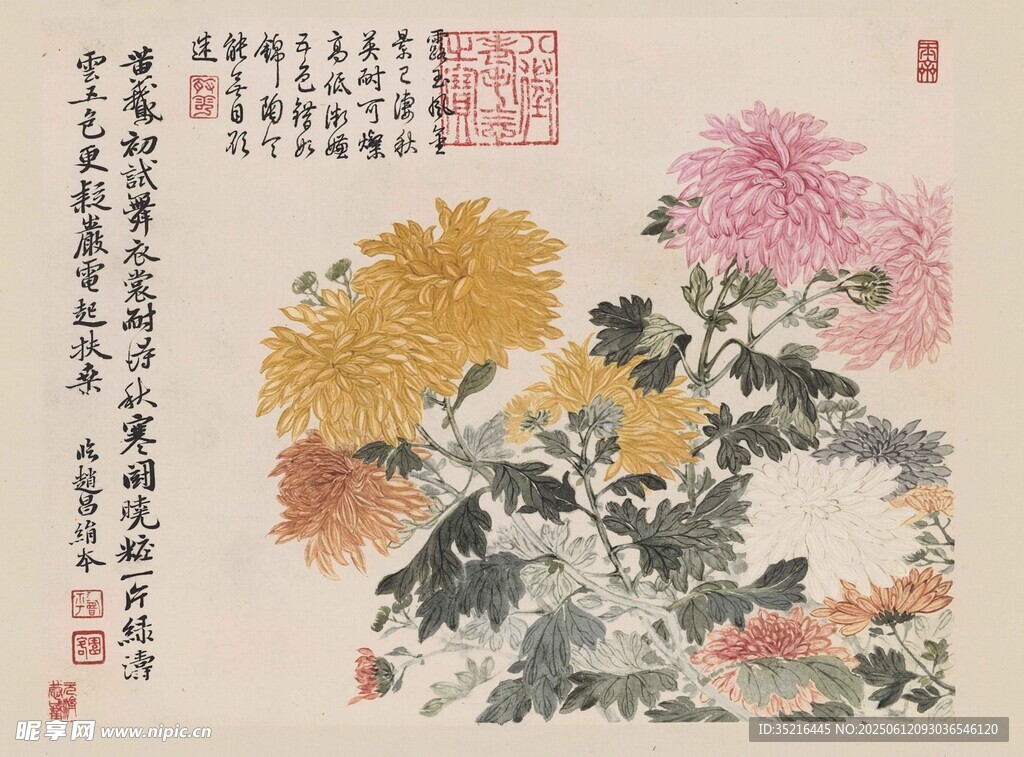 國畫菊花圖