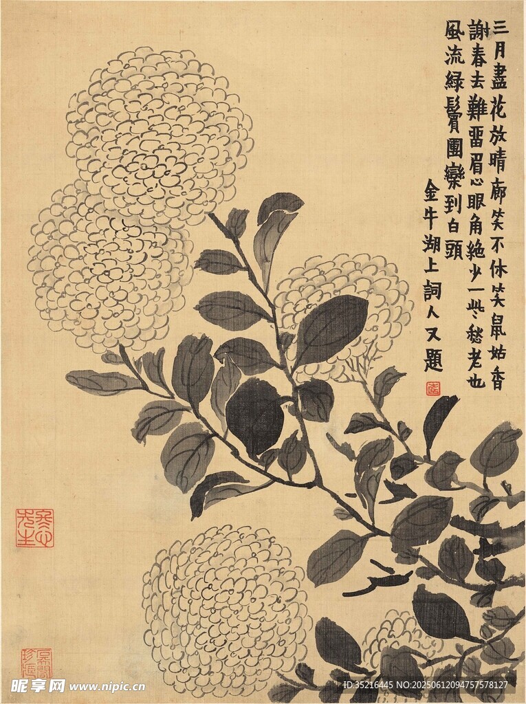 水墨菊花圖
