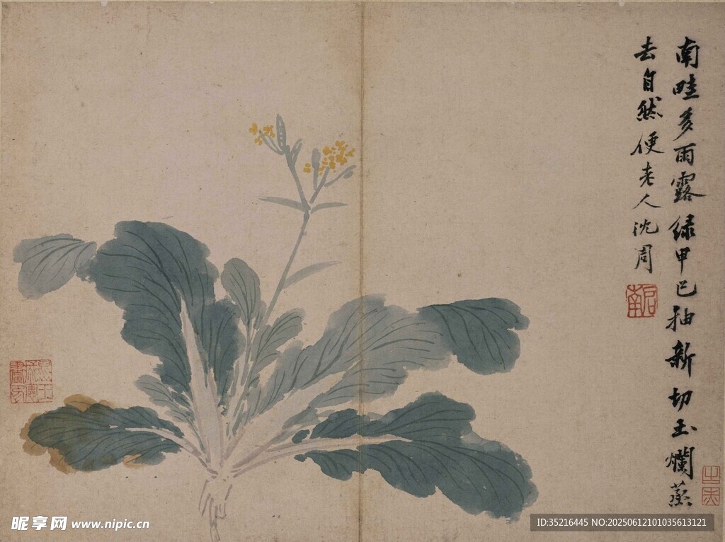 水墨白菜圖