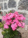 粉色長壽花