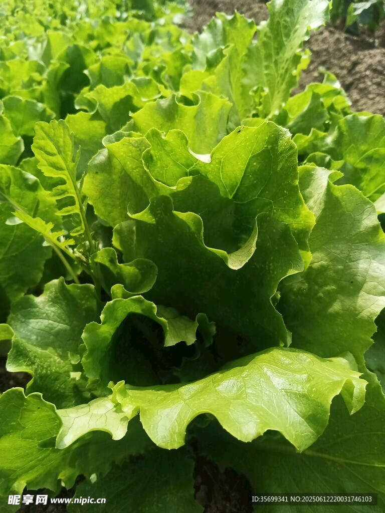 鮮嫩生菜