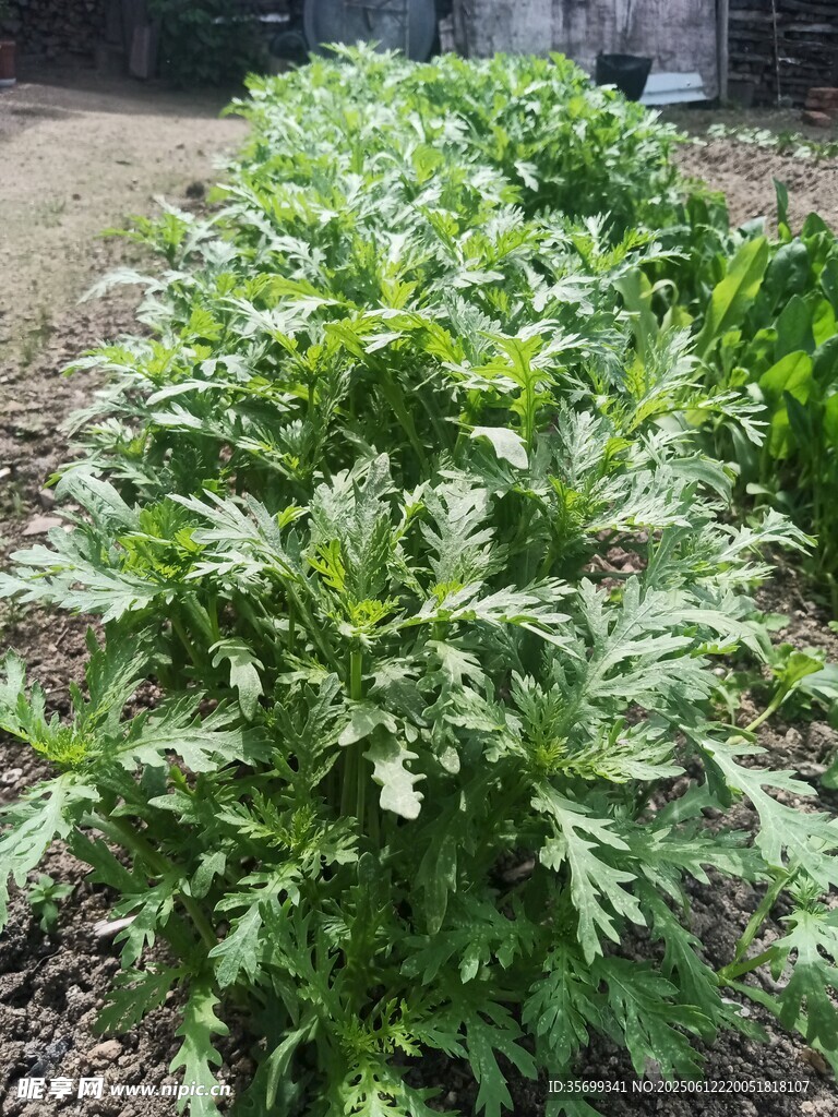 茂盛的綠色植物