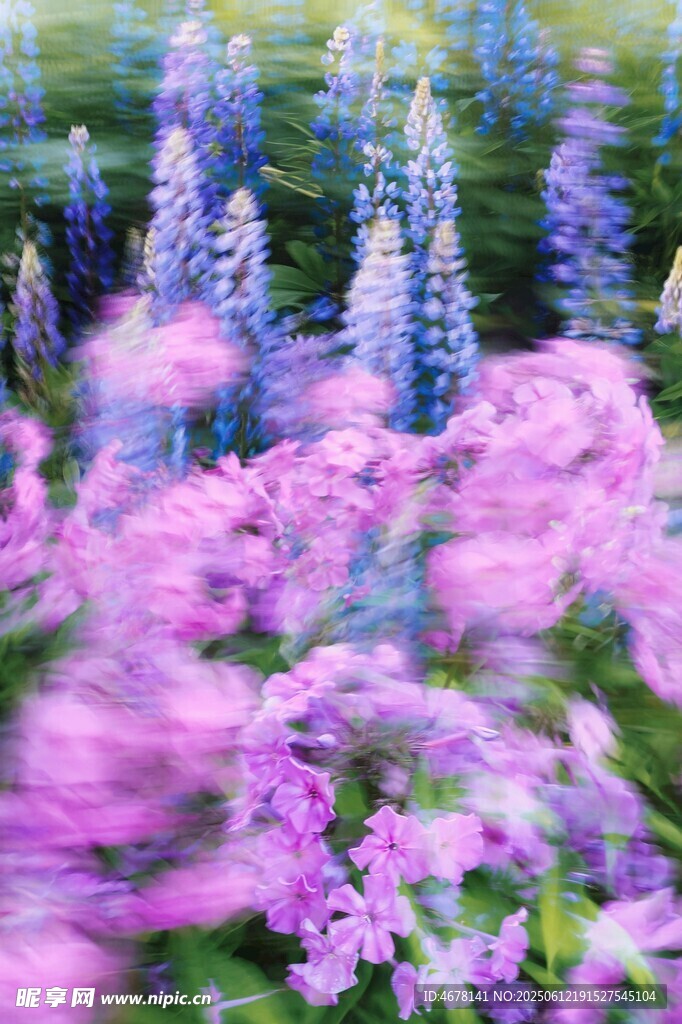 夢幻紫色花海美景