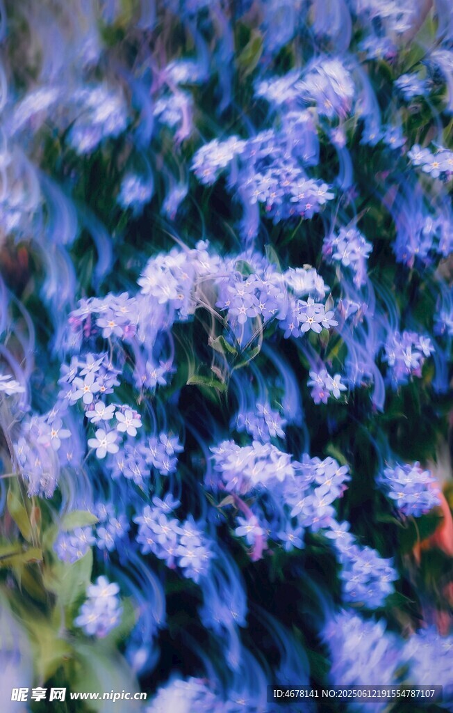 藍紫色花卉特寫