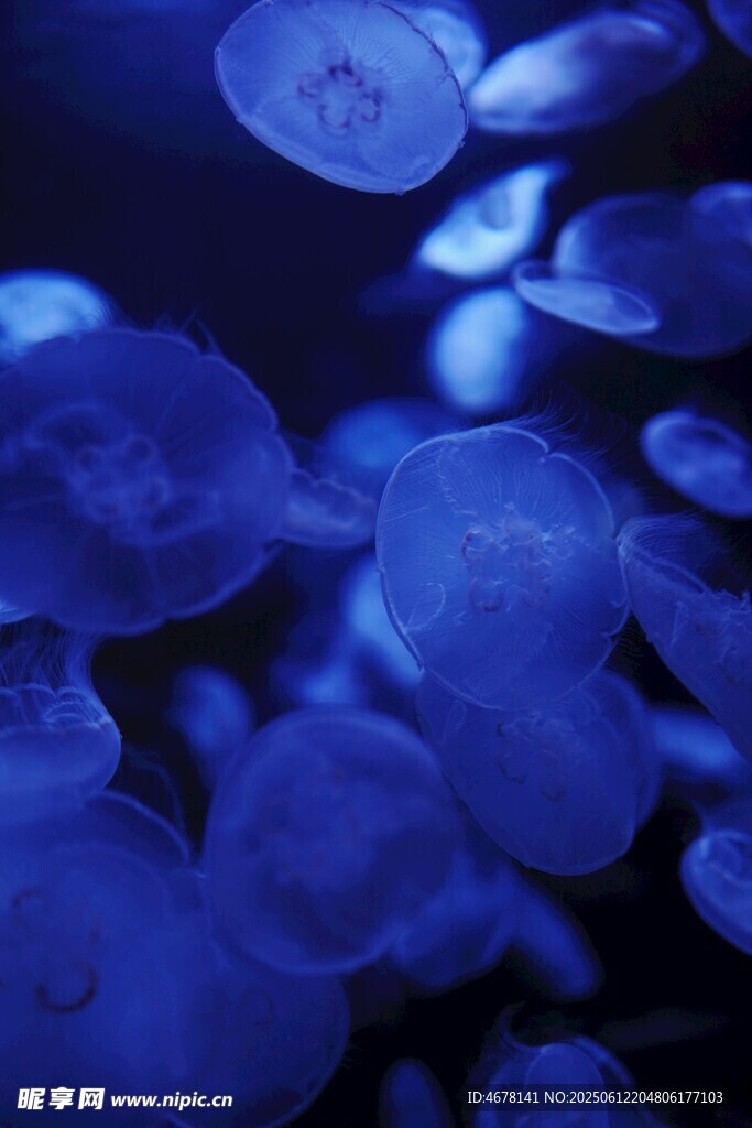 夢幻藍色水母群