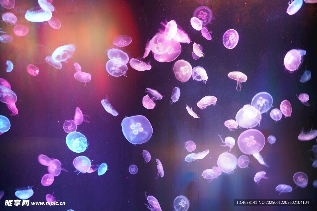 夢幻繽紛花瓣飄落場景
